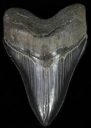 Serrated, Megalodon Tooth - Nice Enamel #64777